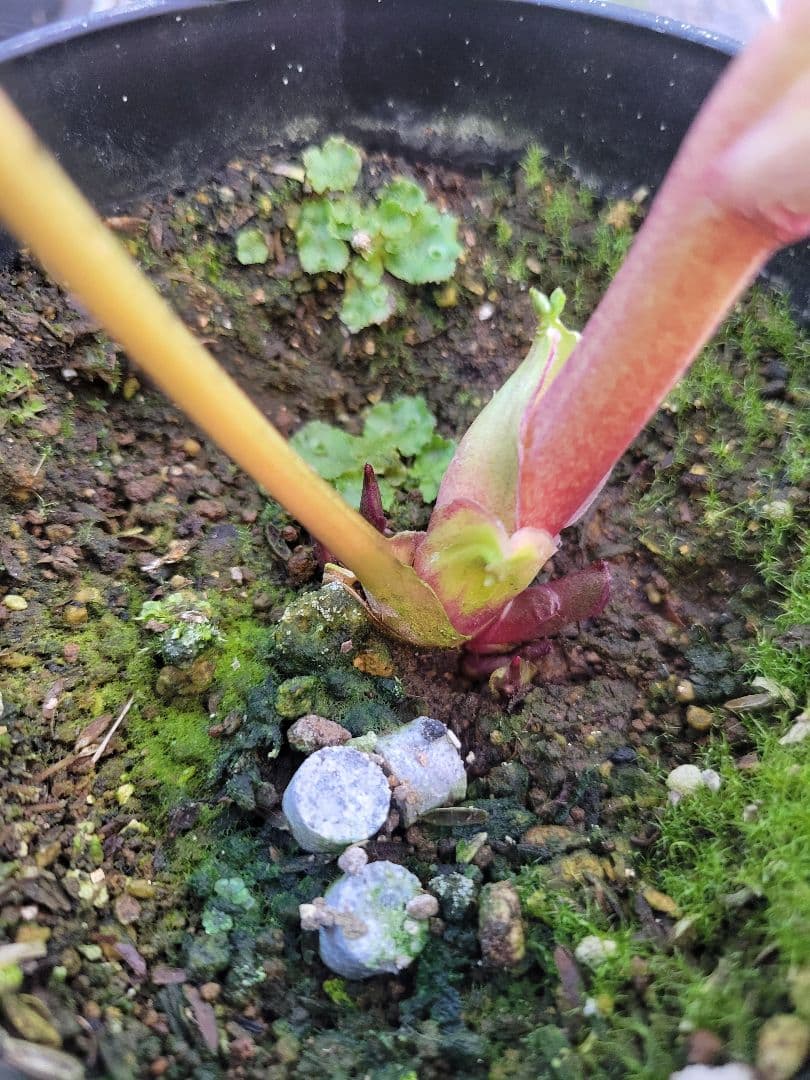 広瀬園芸　クリスマスローズ　オーレアピンクダブル