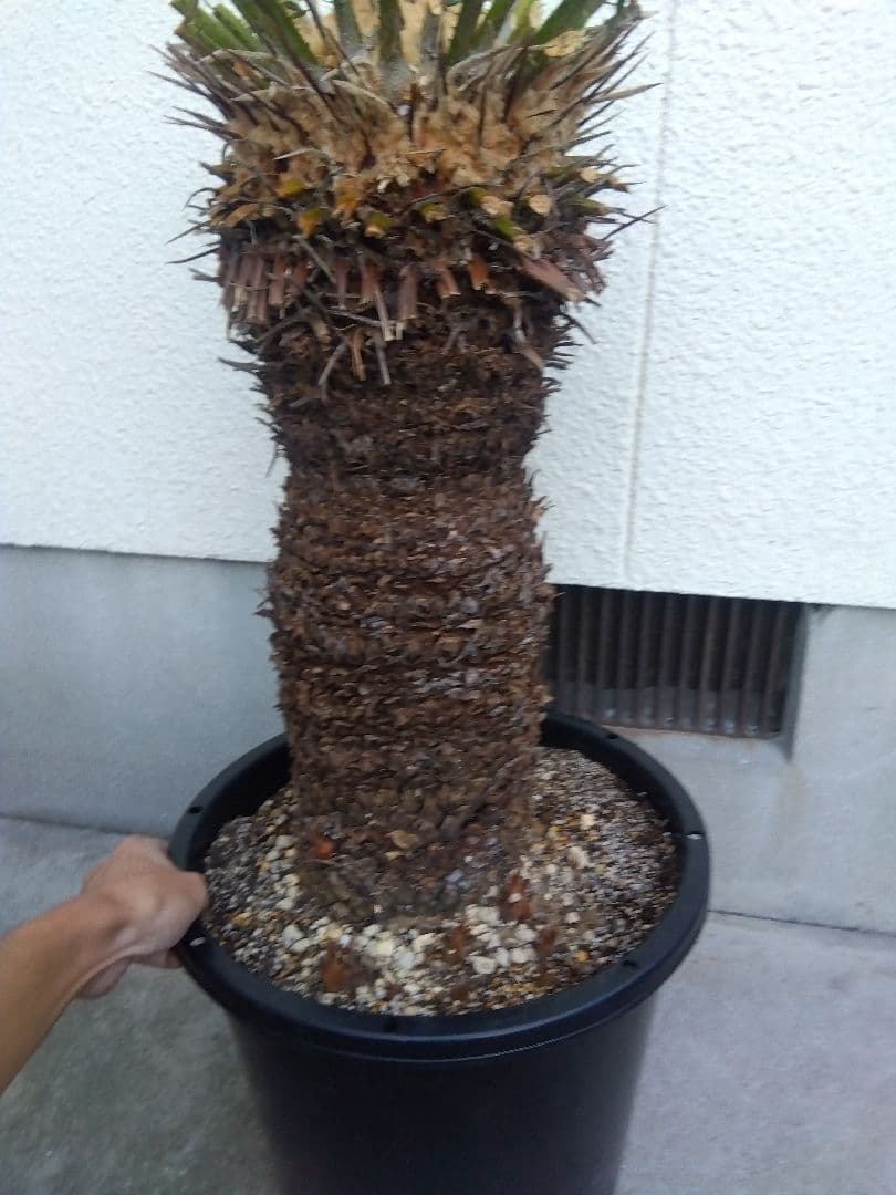 ソテツ　幹幅20センチ❗　①