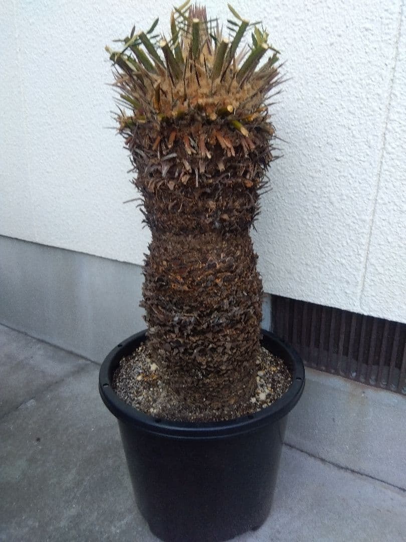 ソテツ　幹幅20センチ❗　①