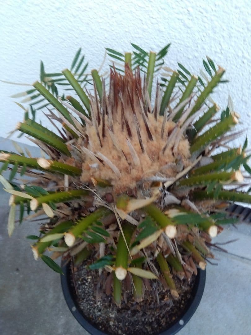 ソテツ　幹幅20センチ❗　①