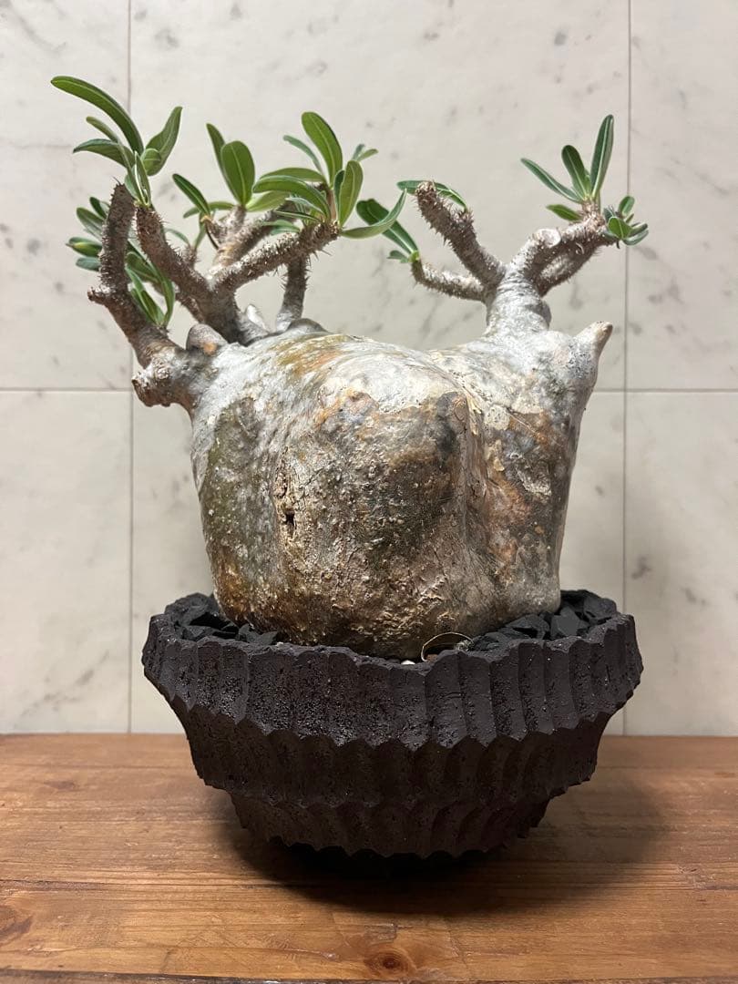 パキポディウム グラキリス 大株