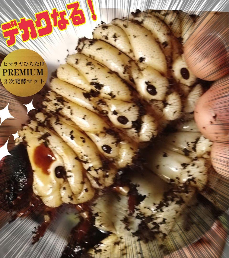 カブトムシ幼虫が巨大化！プレミアム3次発酵マット【70リットル】産卵にも抜群！