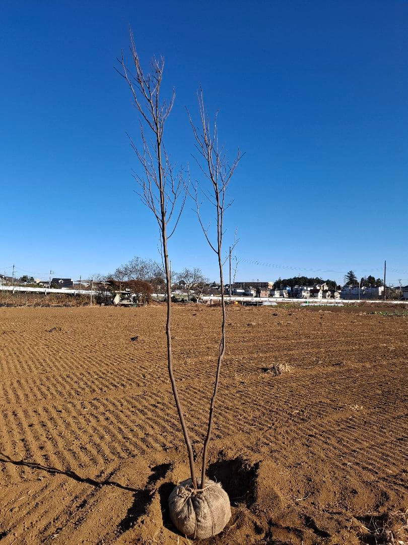 シロモジ 雑木 ――アオダモ アオハダ モミジ 山彩り ――