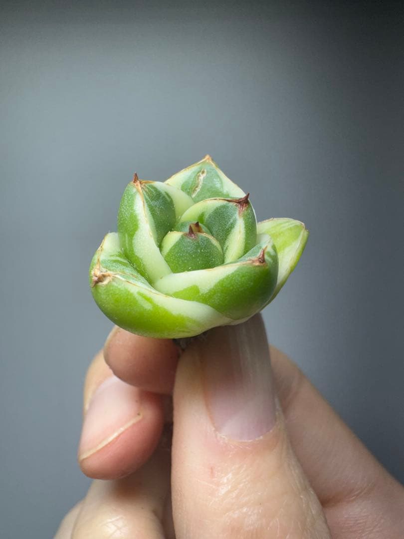 M*g様 アガベ ピンキー “王妃笹の雪A型” 白覆輪斑