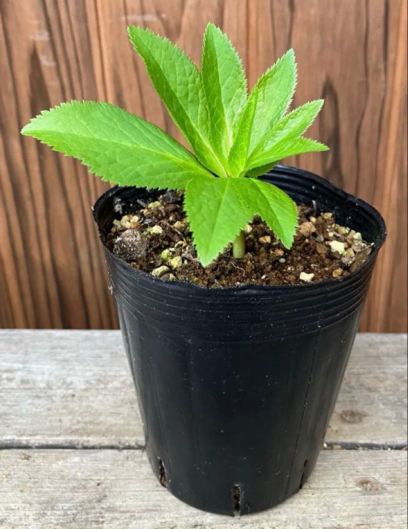 or リクエスト２点セット