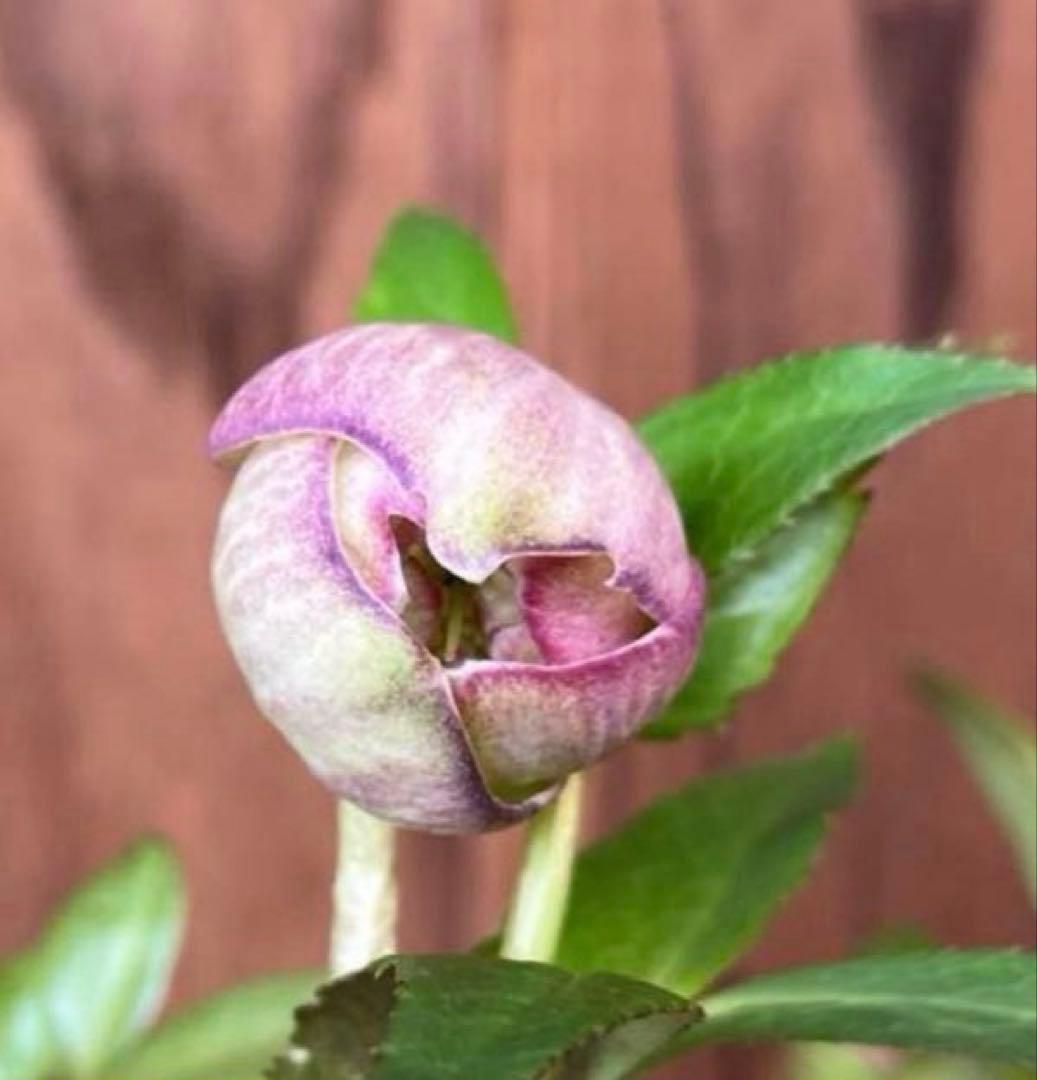 or リクエスト２点セット