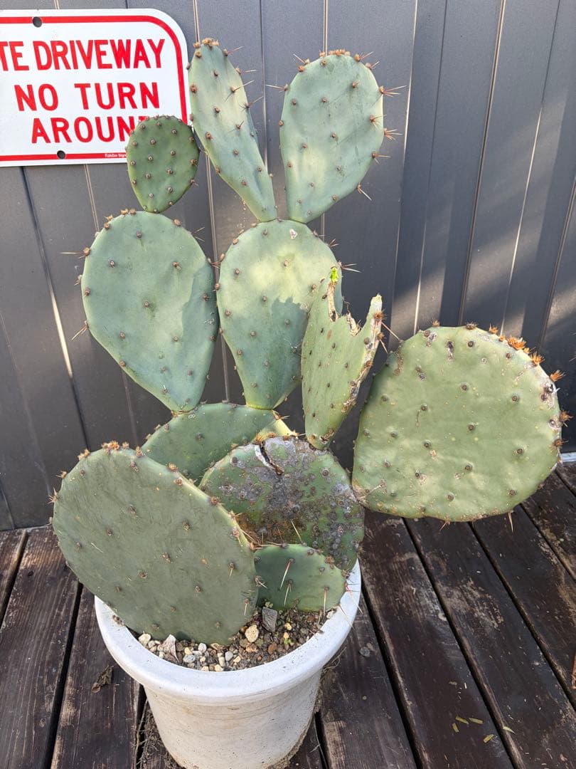 耐寒性強！団扇サボテン　オプンチアのフミフサ群生植え◇南国ユッカ島ドライガーデン