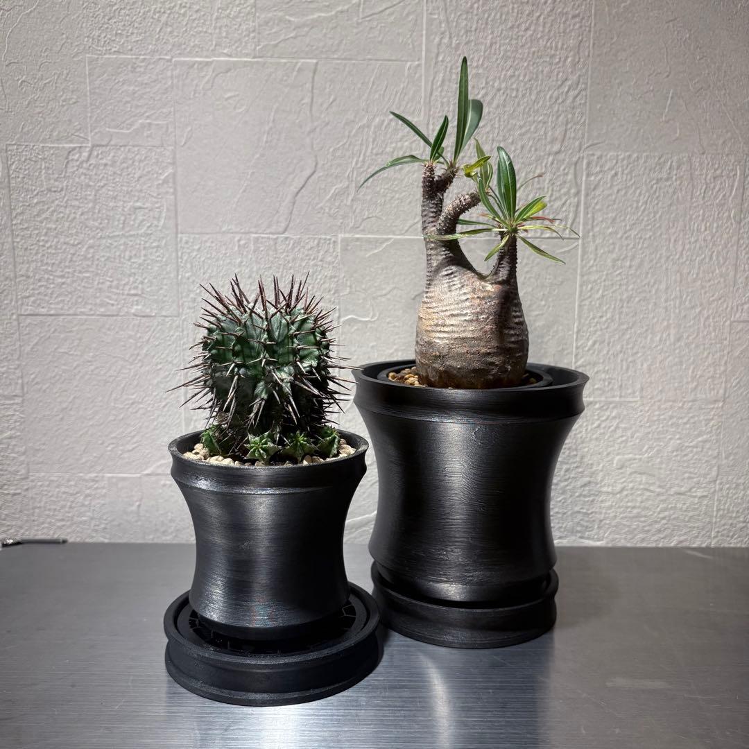 ホリダ グラキリス