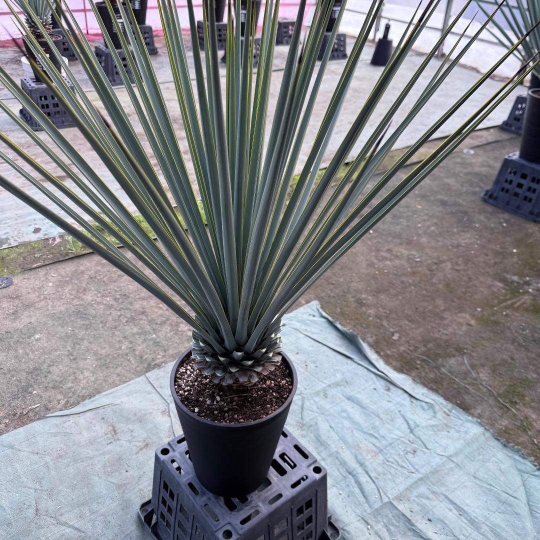 【AL1156】ユッカ　リギダ　24cm鉢