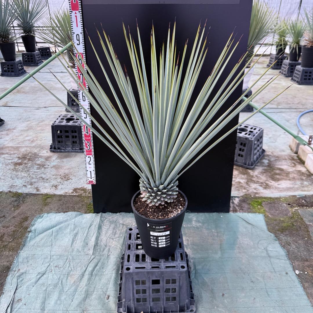 【AL1156】ユッカ　リギダ　24cm鉢