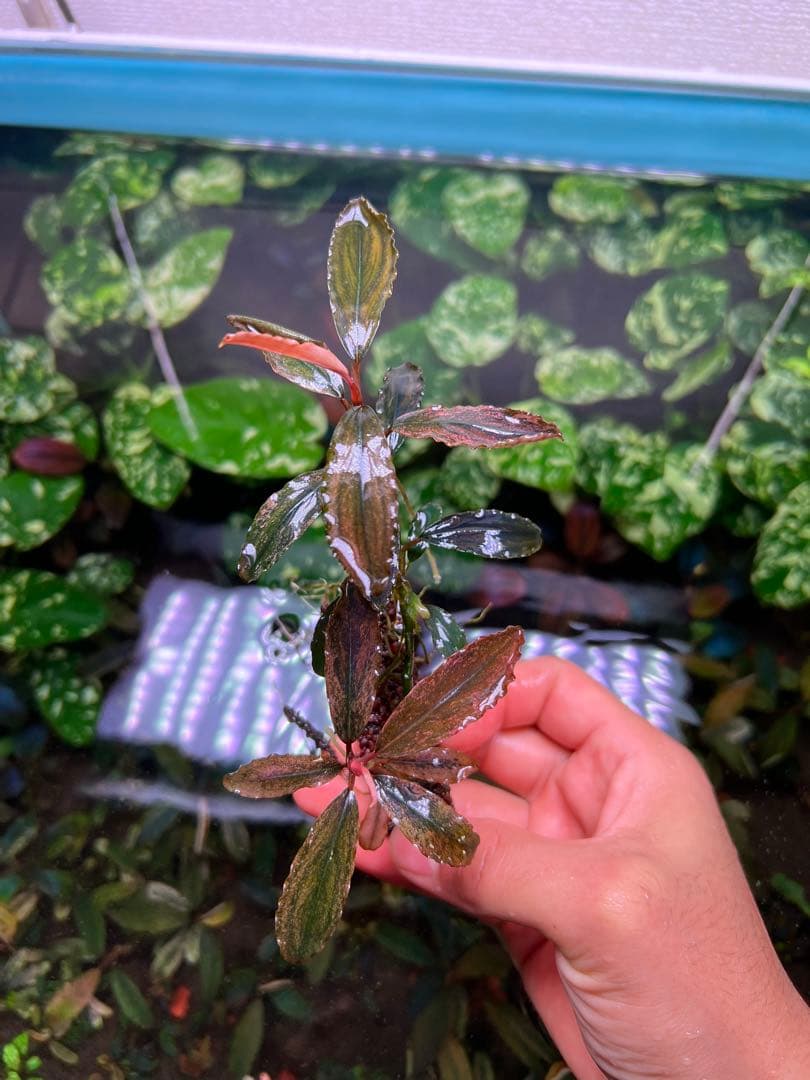 ブセファランドラｓｐ. ピンクバリエガータい斑入り 水中葉 2株 大