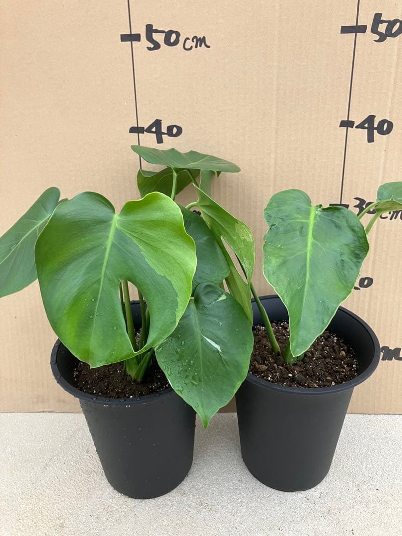 モンステラ　デリシオーサ実生株　斑入り　変異株凸凹葉っぱ　2鉢セット