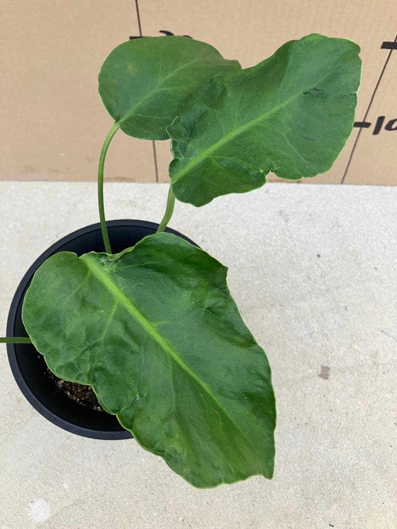 モンステラ　デリシオーサ実生株　斑入り　変異株凸凹葉っぱ　2鉢セット