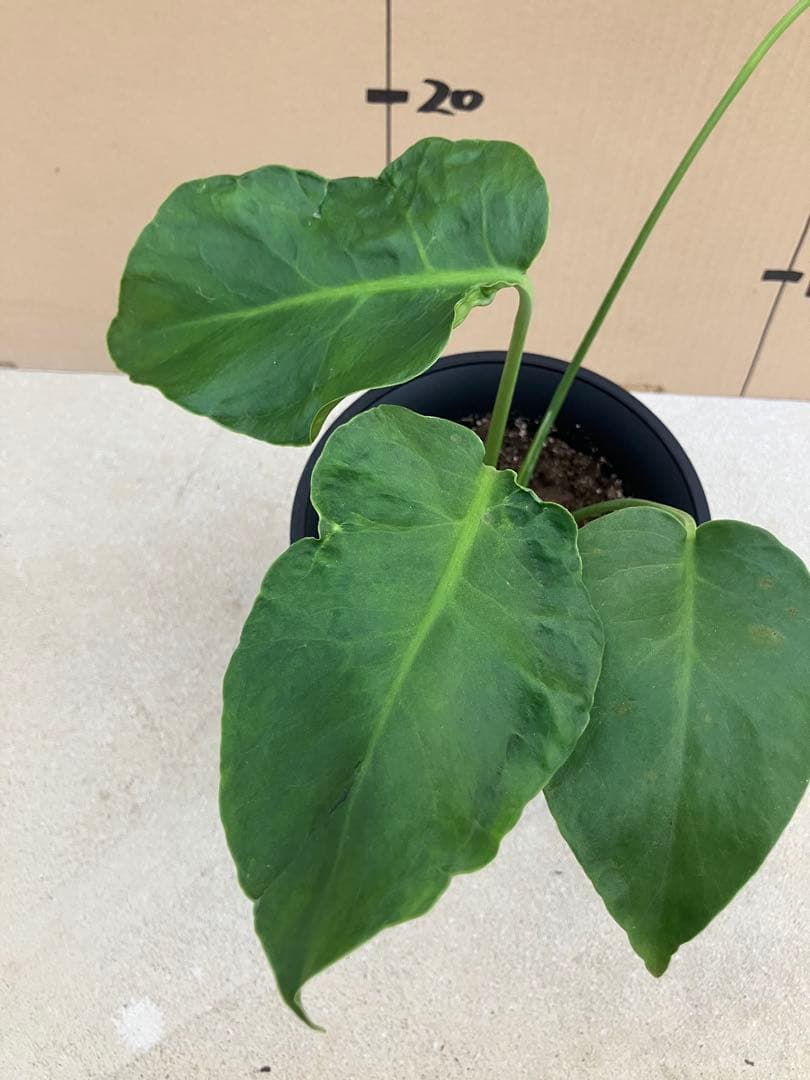 モンステラ　デリシオーサ実生株　斑入り　変異株凸凹葉っぱ　2鉢セット