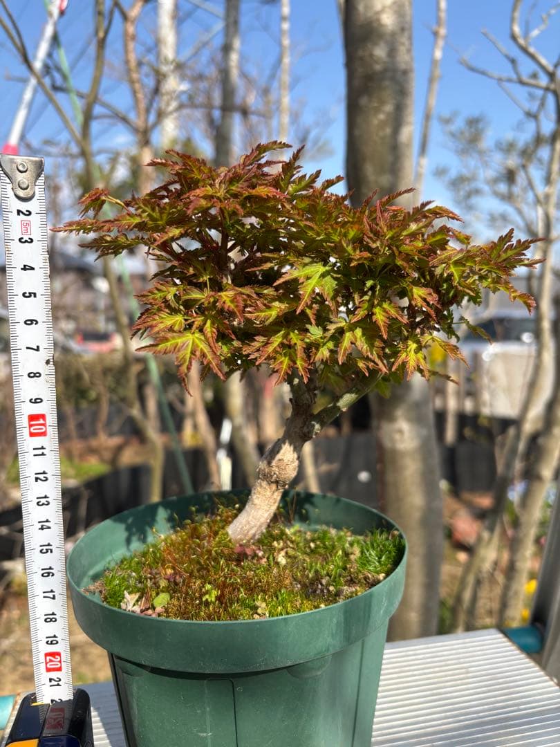 獅子頭もみじ 雄獅子もみじ セット販売 もみじ盆栽　紅葉 小品盆栽