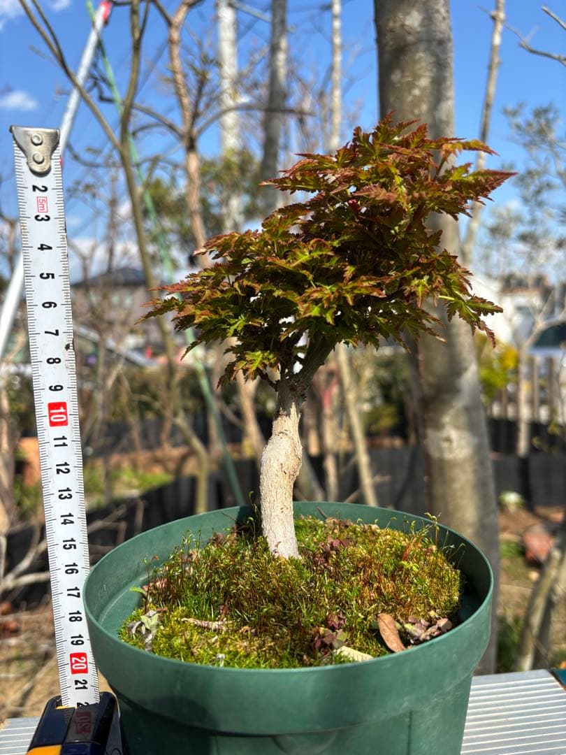 獅子頭もみじ 雄獅子もみじ セット販売 もみじ盆栽　紅葉 小品盆栽