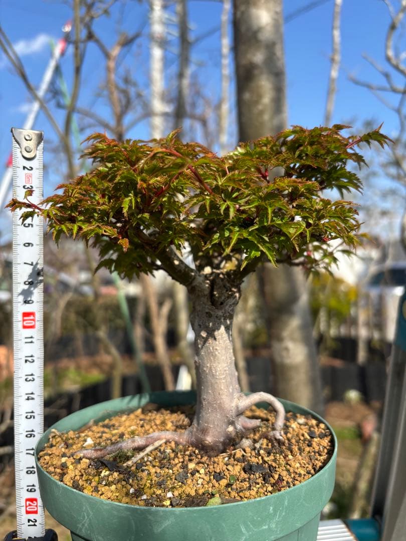 獅子頭もみじ 雄獅子もみじ セット販売 もみじ盆栽　紅葉 小品盆栽