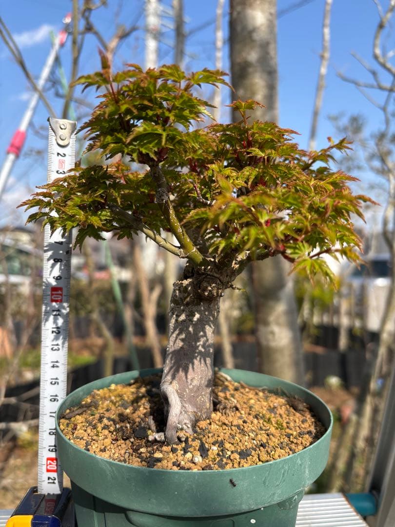 獅子頭もみじ 雄獅子もみじ セット販売 もみじ盆栽　紅葉 小品盆栽