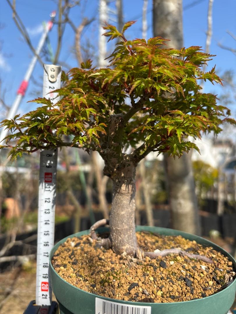 獅子頭もみじ 雄獅子もみじ セット販売 もみじ盆栽　紅葉 小品盆栽