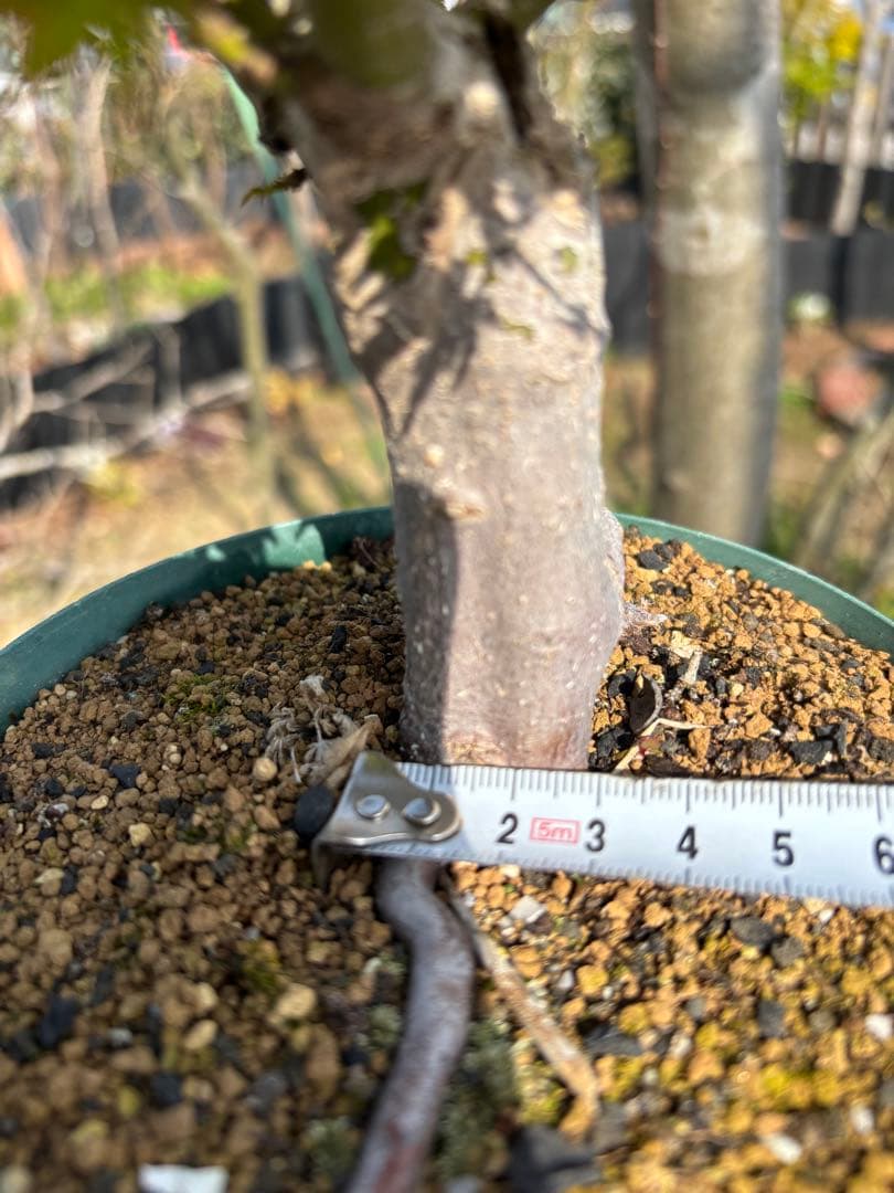 獅子頭もみじ 雄獅子もみじ セット販売 もみじ盆栽　紅葉 小品盆栽