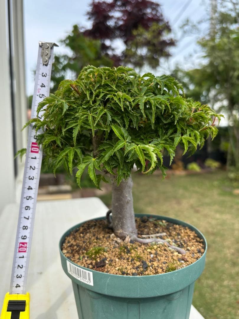 獅子頭もみじ 雄獅子もみじ セット販売 もみじ盆栽　紅葉 小品盆栽