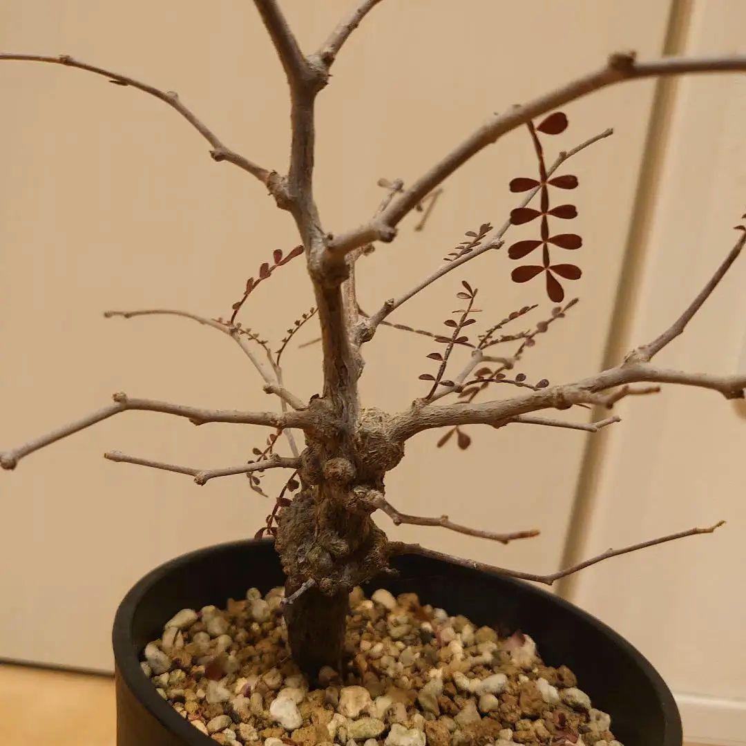 オペルクリカリア　パキプス　根ざし5年