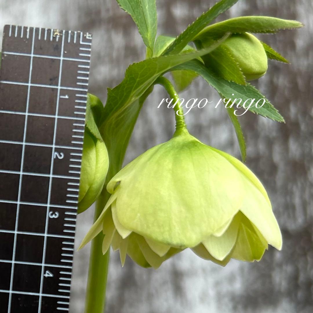 クリスマスローズ　8m2 小輪原種交配ホワイトグリーン