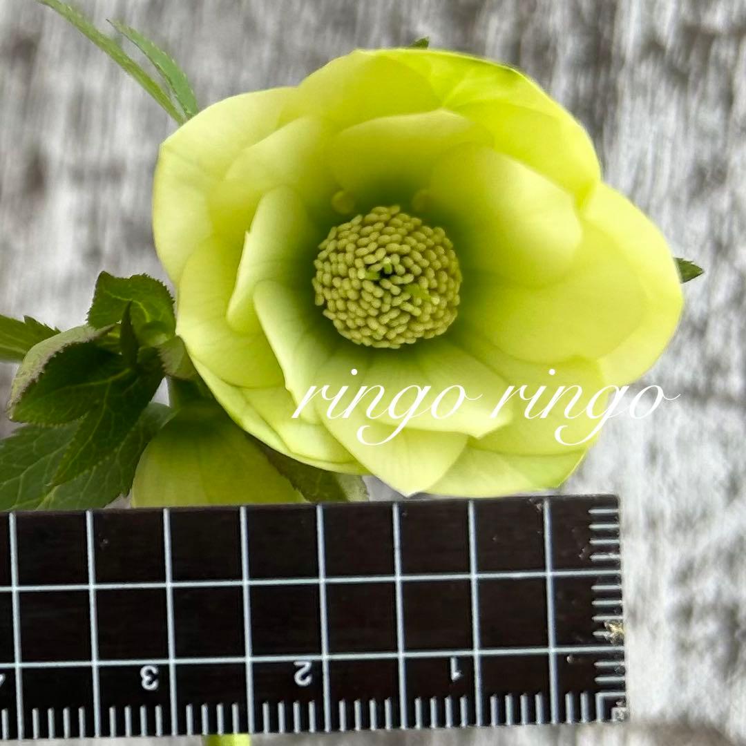 クリスマスローズ　8m2 小輪原種交配ホワイトグリーン