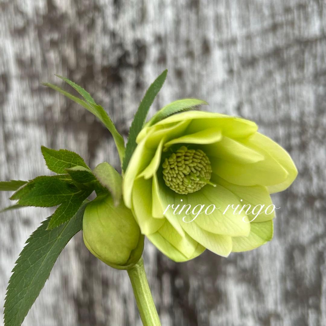 クリスマスローズ　8m2 小輪原種交配ホワイトグリーン