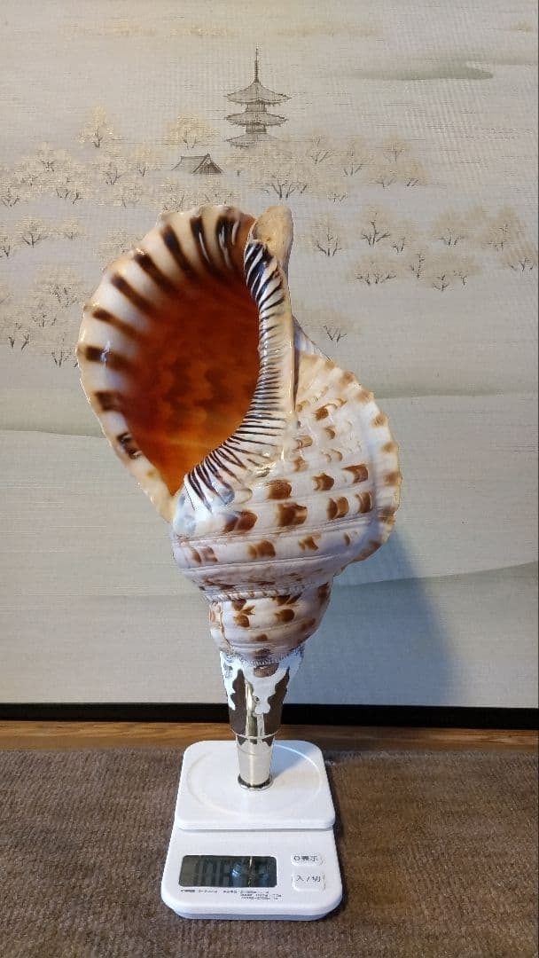 法螺貝　⑩