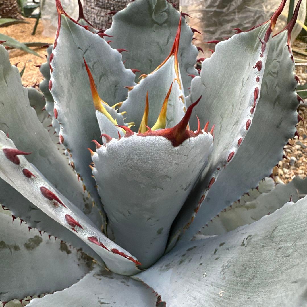 アガベ グアダラハラナ　50cm以上　大株