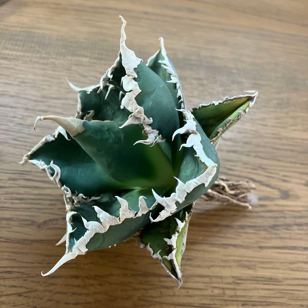 佐*木様 【週末オークション】特選　サイズ特大　白棘　アガべ　狼人　TC