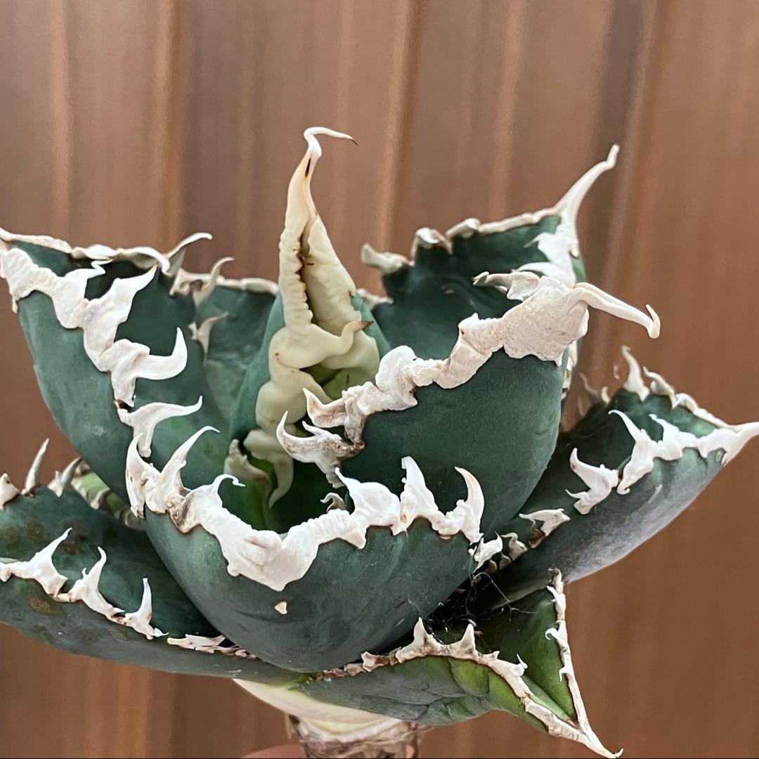 佐*木様 【週末オークション】特選　サイズ特大　白棘　アガべ　狼人　TC