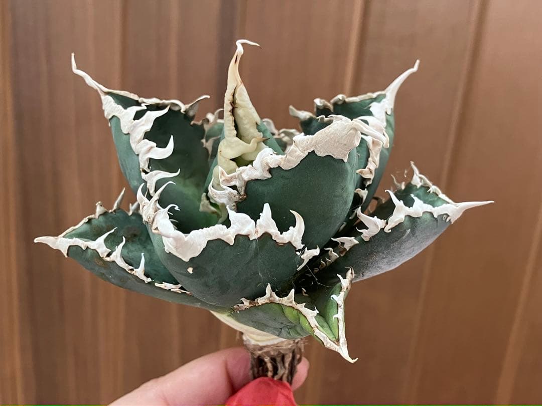 佐*木様 【週末オークション】特選　サイズ特大　白棘　アガべ　狼人　TC