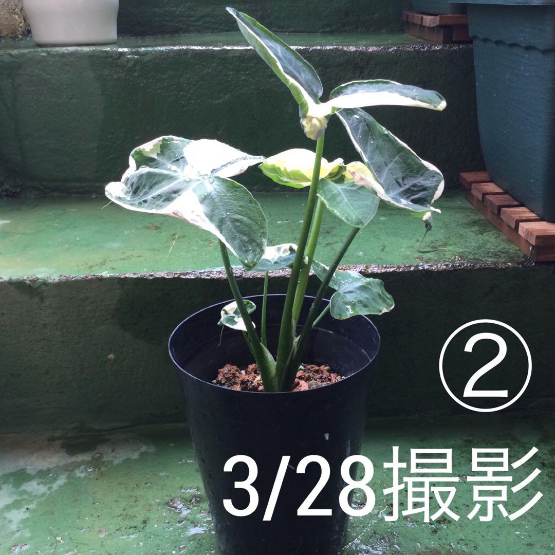 レア　斑入り　アロカシア　キサントソーマ