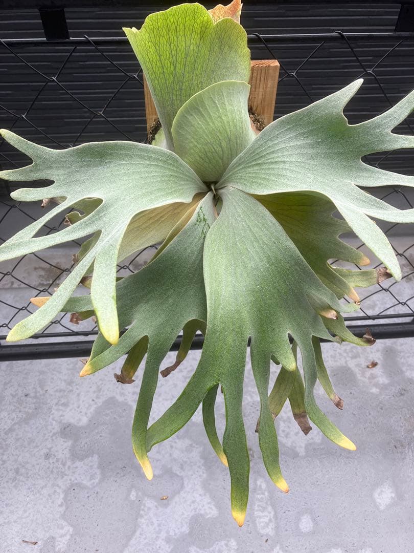 ビカクシダ　ゴースト　ghost