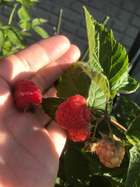 Msysi Yamamoto　ラズベリー苗　マラハトNOT