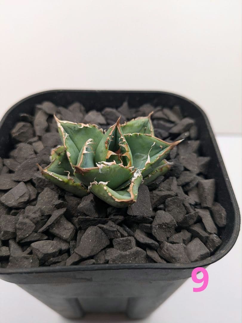 アガベ12株セット（麻花龍、氷雹、大白鯊、トリケラトプス、皇冠…etc）