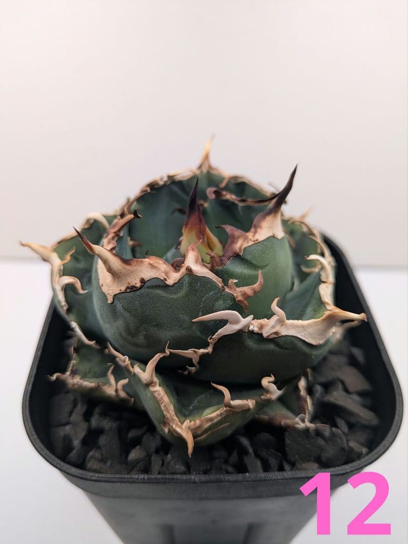 アガベ12株セット（麻花龍、氷雹、大白鯊、トリケラトプス、皇冠…etc）