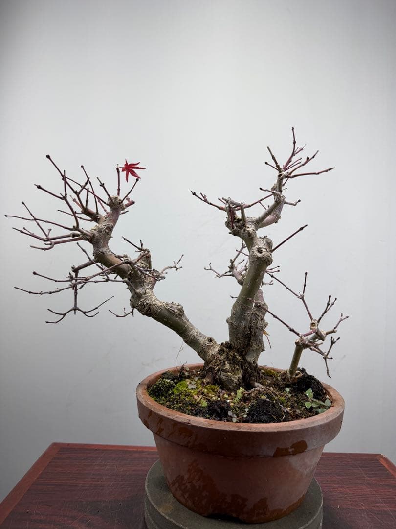 【ガチ盆栽】実生清玄 セイゲン　もみじ　品種保証