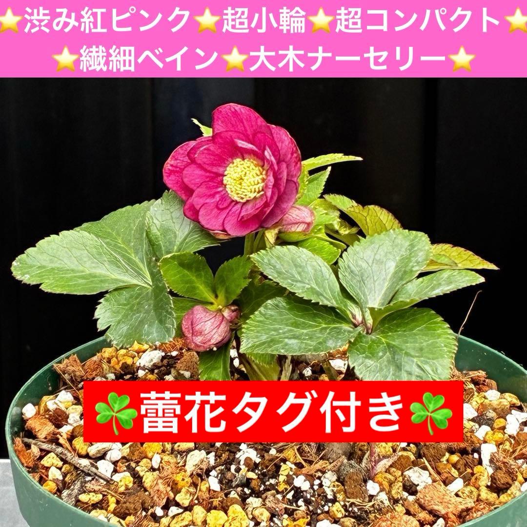 ま*ぎ様 3538☘️蕾花タグ付き☘️⭐️渋み紅ピンク⭐️超小輪⭐️超コンパクト