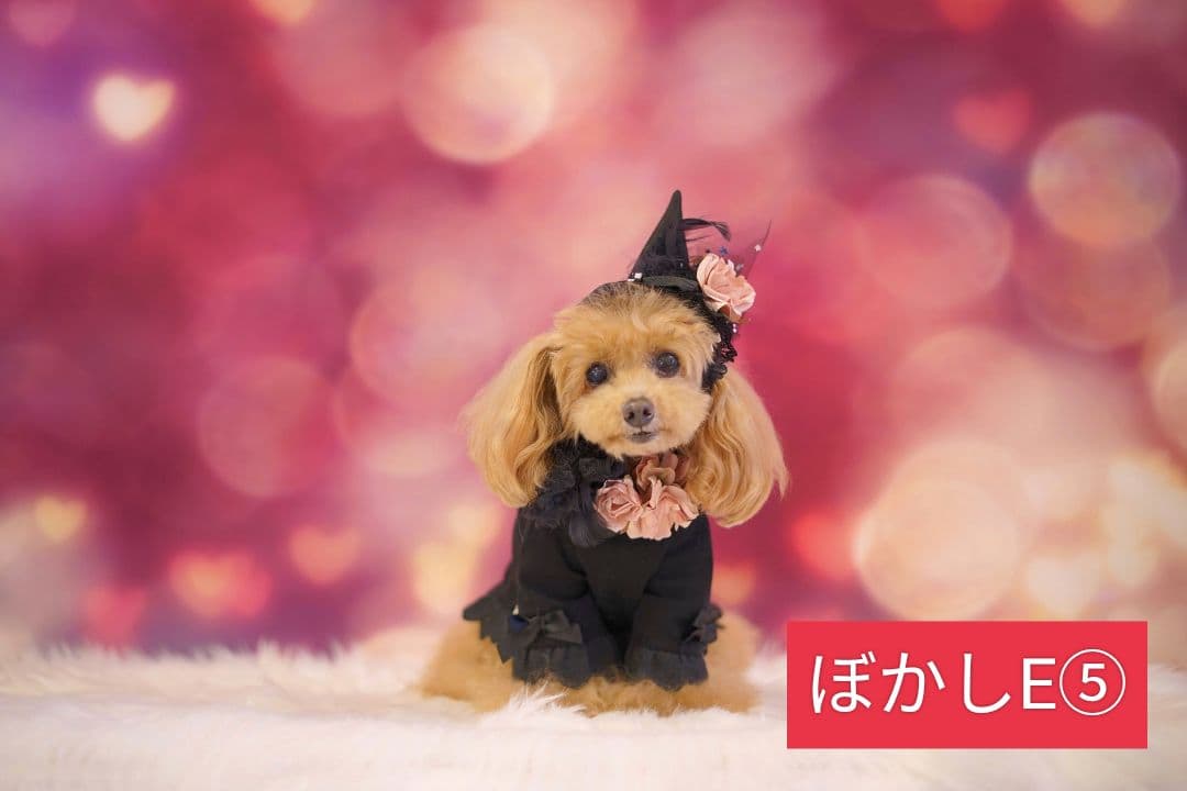 業務用トリミングチョーカー+背景布　ペット撮影用フォトブース　ハロウィン