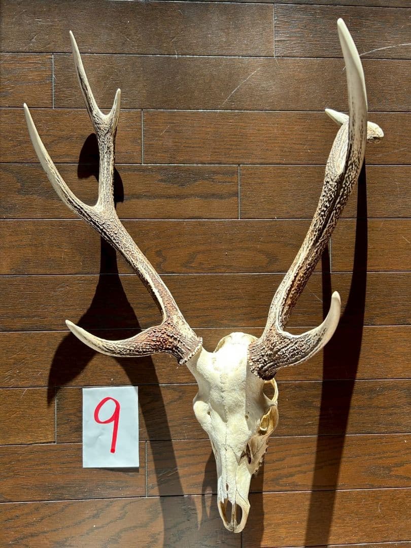 ⑨[特大][1点もの] ハンティングトロフィー　鹿の角　頭蓋骨　日本鹿　スカル