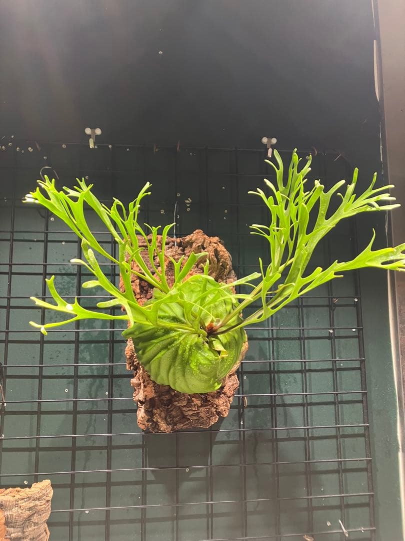 リドレイナノ　撒きビカクシダ