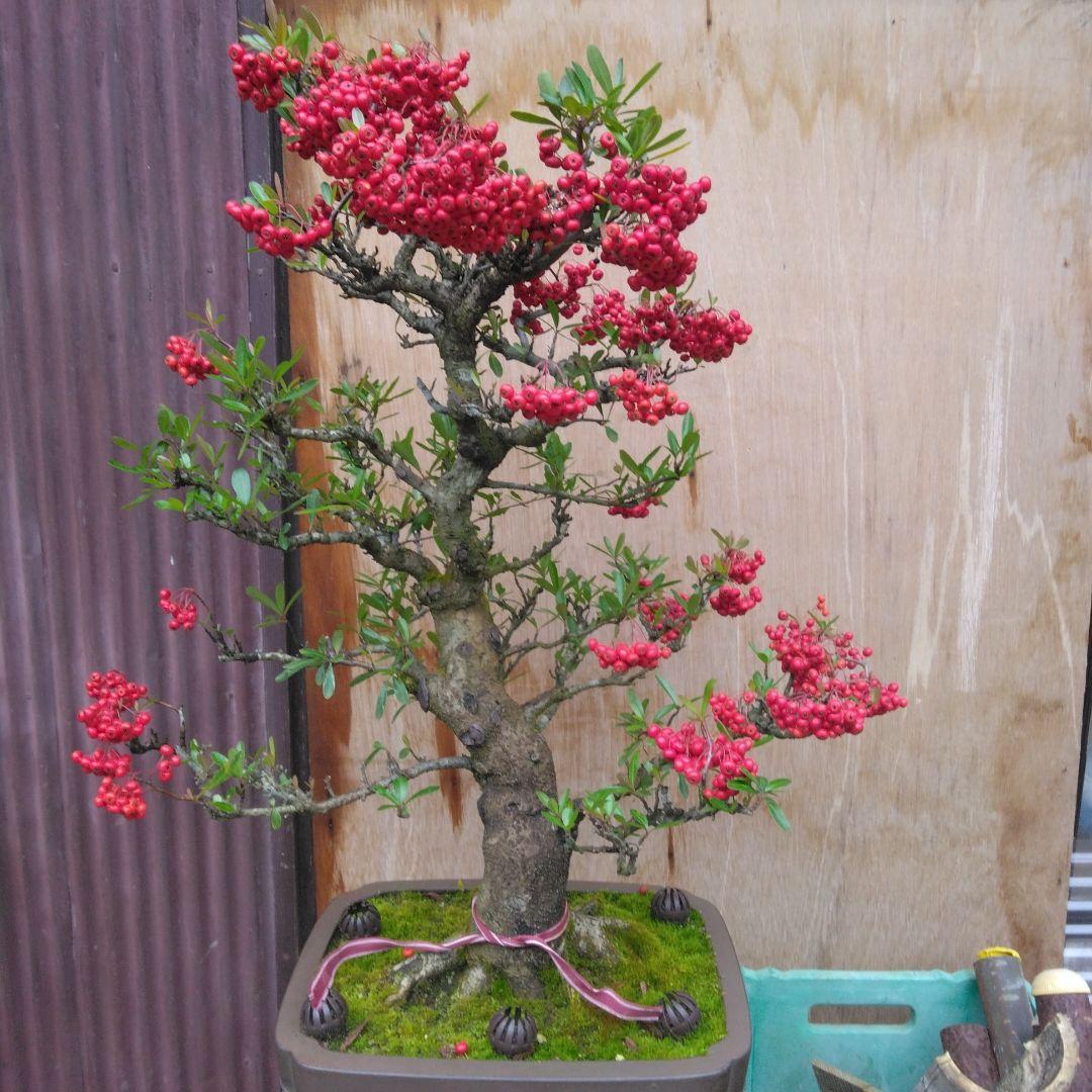 再値下げしました。ピラカンサ大品盆栽　根張り最高