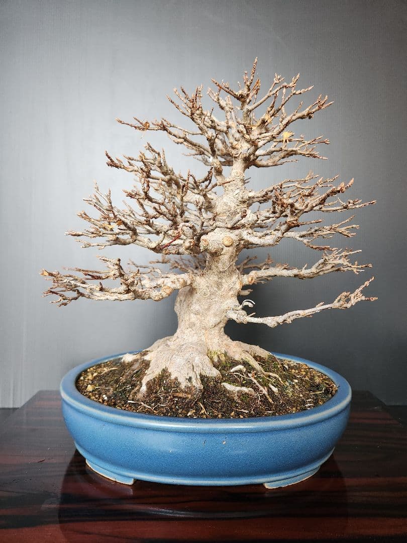 楓 かえで カエデ 楓盆栽 かえで盆栽 中品盆栽 紅葉