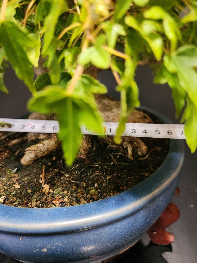 楓 かえで カエデ 楓盆栽 かえで盆栽 中品盆栽 紅葉