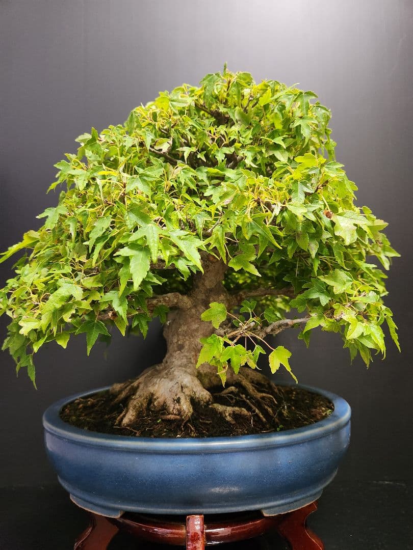 楓 かえで カエデ 楓盆栽 かえで盆栽 中品盆栽 紅葉