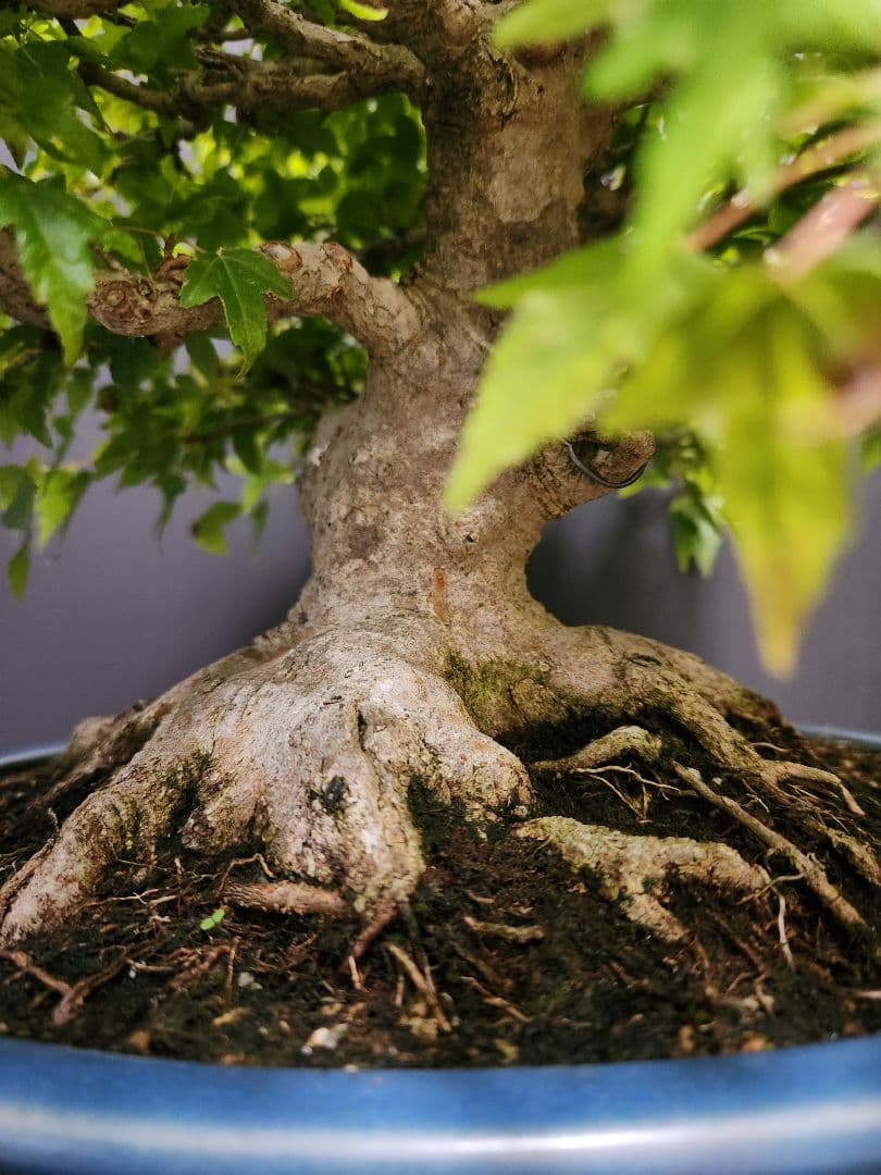 楓 かえで カエデ 楓盆栽 かえで盆栽 中品盆栽 紅葉