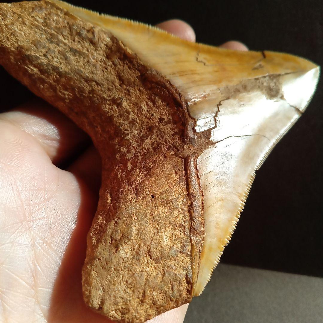 サメの歯　化石標本　メガロドン　イエロー　ナチュラル歯　108mm